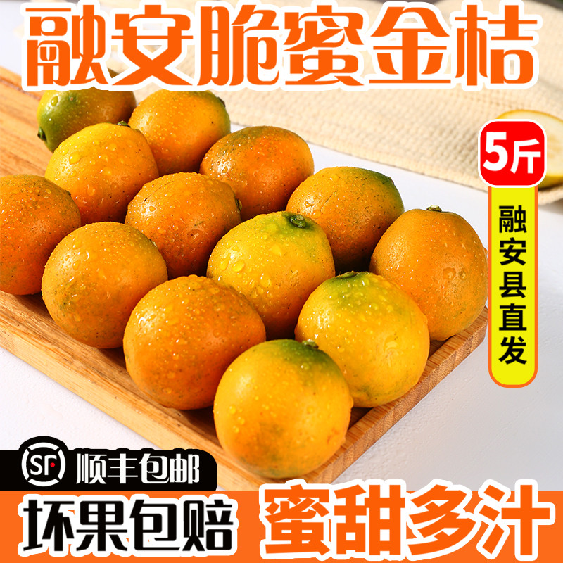 广西融安脆蜜金桔第三代当季新鲜水果大果纯甜金柑独立包装礼盒装
