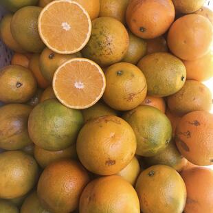 云南花斑果哀牢山冰糖橙新鲜橙子手剥甜橙花皮橙褚氏高原玉溪实建