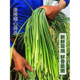 2026现摘新鲜嫩蒜苔5斤蒜苗当季农家自种蔬菜蒜毫青蒜苔蒜芯包邮