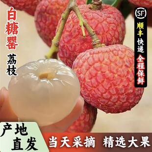 正宗高州老树白糖罂荔枝新鲜 广东茂名岭南水果现摘现发 顺丰包邮