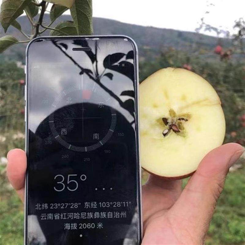 自然熟无添加云南蒙自西北勒小苹果半野生石头嘎啦脆甜又小又丑