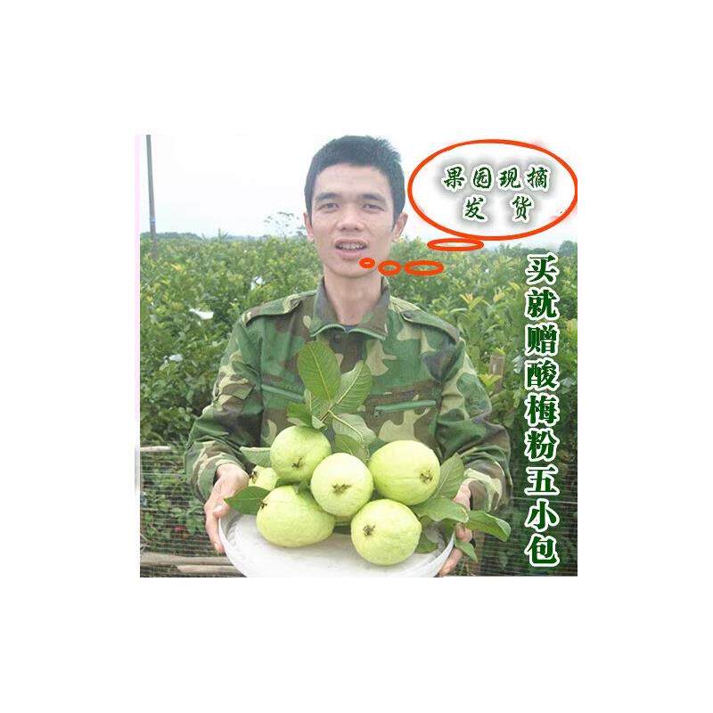 番石榴 白心芭乐果 9斤装整箱 广西新鲜水果 果园现摘 时令水果