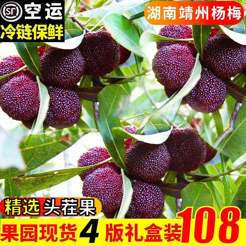 湖南靖州杨梅新鲜现摘现发黑炭乌梅孕妇水果非仙居荸荠杨梅
