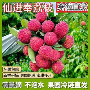 广州增城仙进奉荔枝新鲜荔枝当季新鲜孕妇水果现摘现发空运次日达