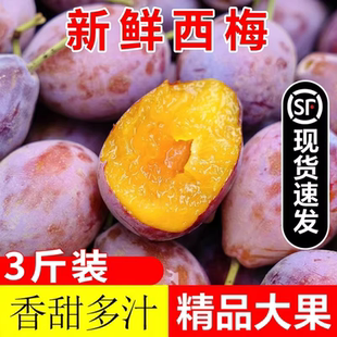 正宗特级新疆喀什伽师县法兰西西梅当季新鲜现摘时令水果顺丰包邮