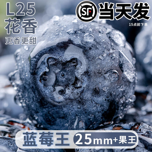 新鲜蓝莓现摘顺丰高端整