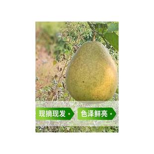 江西柚子井冈蜜柚金兰柚安福白心药柚孕妇水果老树小柚子现摘现发