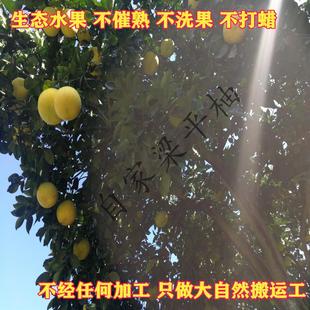 重庆特产正宗子梁山柚50年老树农家柚子龙滩柚当季水果包邮