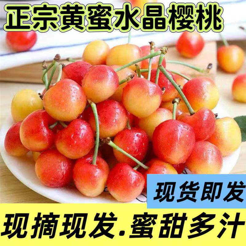 现货2026山东黄蜜水晶大樱桃新鲜水果黄金雷尼车厘子甜蜜多汁现摘