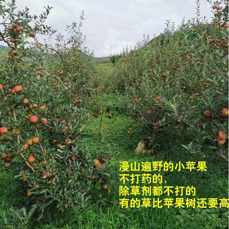 发货倒计时不打药云南蒙自西北勒小苹果脆甜新鲜水果原生态小又丑