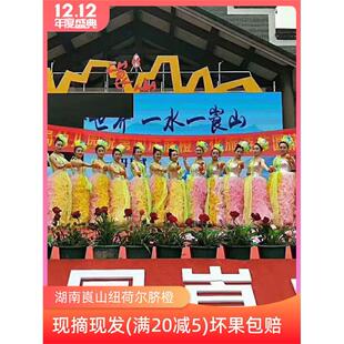 湖南省新宁崀山脐橙10斤鲜甜手剥橙孕妇水果年货大个纽荷尔