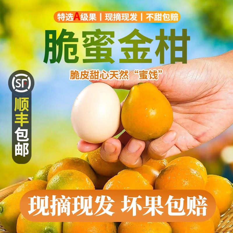 正宗广西融安脆蜜金柑当季新鲜水果5第三代金桔纯甜无籽皮薄肉厚