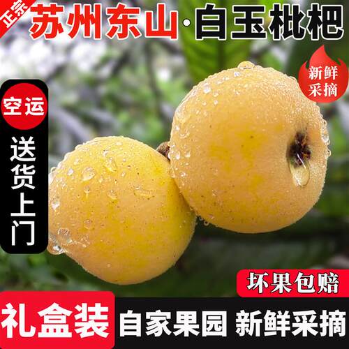 鲜果大果特大白沙枇杷果孕妇新鲜应季水果礼盒装