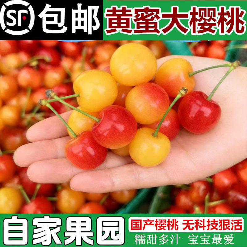 山东烟台大樱桃小露天黄