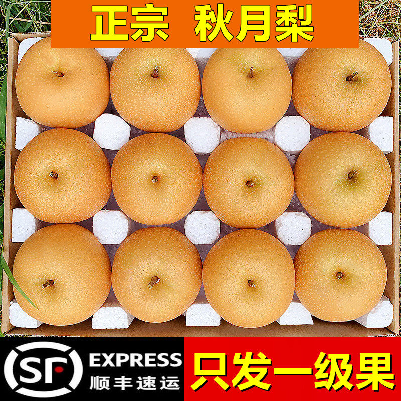 秋月梨子正宗莱阳冰糖羊脂山东新鲜水果当季整箱2026特大果礼盒装