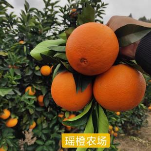 正宗富川脐橙有机种植橙子手剥橙脐橙