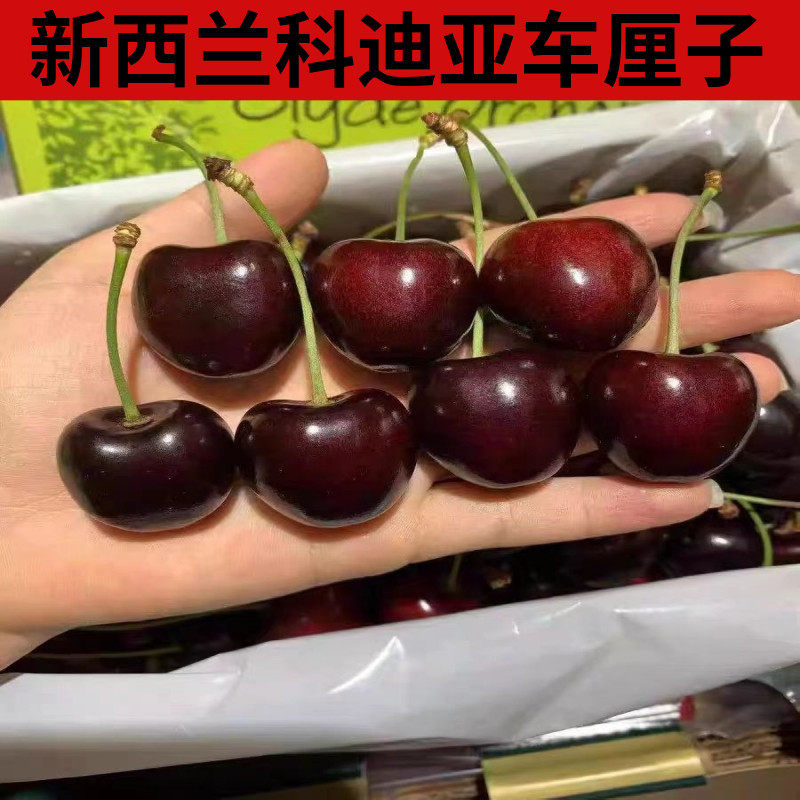 现货科迪亚新西兰进口车厘子新鲜水果kordia大樱桃原箱礼盒装顺丰,家居饰品,仿真水果,淘宝优惠券,粉丝福利购,淘宝优惠卷
