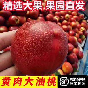 砀山黄心麻点油桃新鲜桃子水果现摘现发应季孕妇水密脆桃顺丰包邮