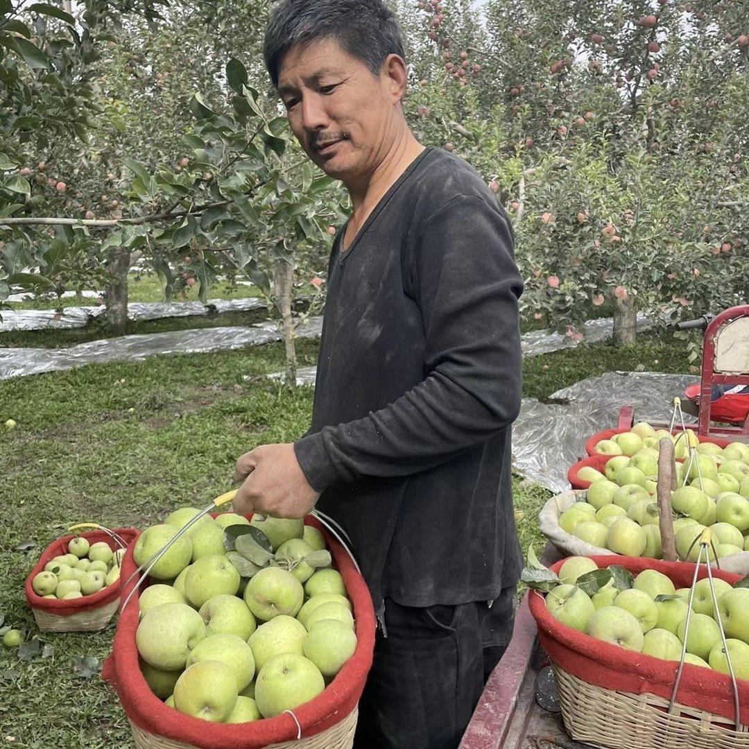 正宗新疆阿克苏青森王林苹果新鲜脆甜青苹果应季孕妇水果9斤整箱,包装,水果包装,淘宝优惠券,粉丝福利购,淘宝优惠卷