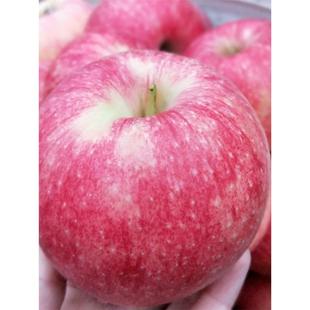 大连乔纳金苹果易粉面宝宝刮泥辅食老人新鲜水果食用5斤多省包邮