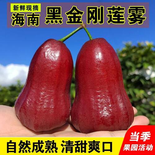 2026海南三亚黑金刚莲雾精品大果当季脆甜多汁新鲜整箱送礼甜莲雾