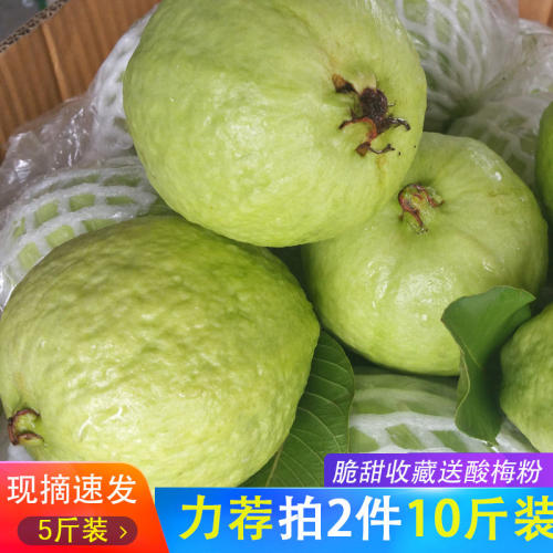 广西现摘白心脆芭乐5斤装