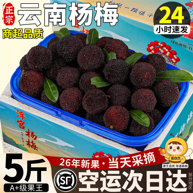 现货顺丰空运 正宗云南杨梅鲜果新鲜现摘现发当季水果5斤礼盒装