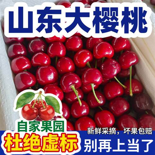 大樱桃山东美早樱桃车厘子大小樱桃孕妇新鲜送礼水果