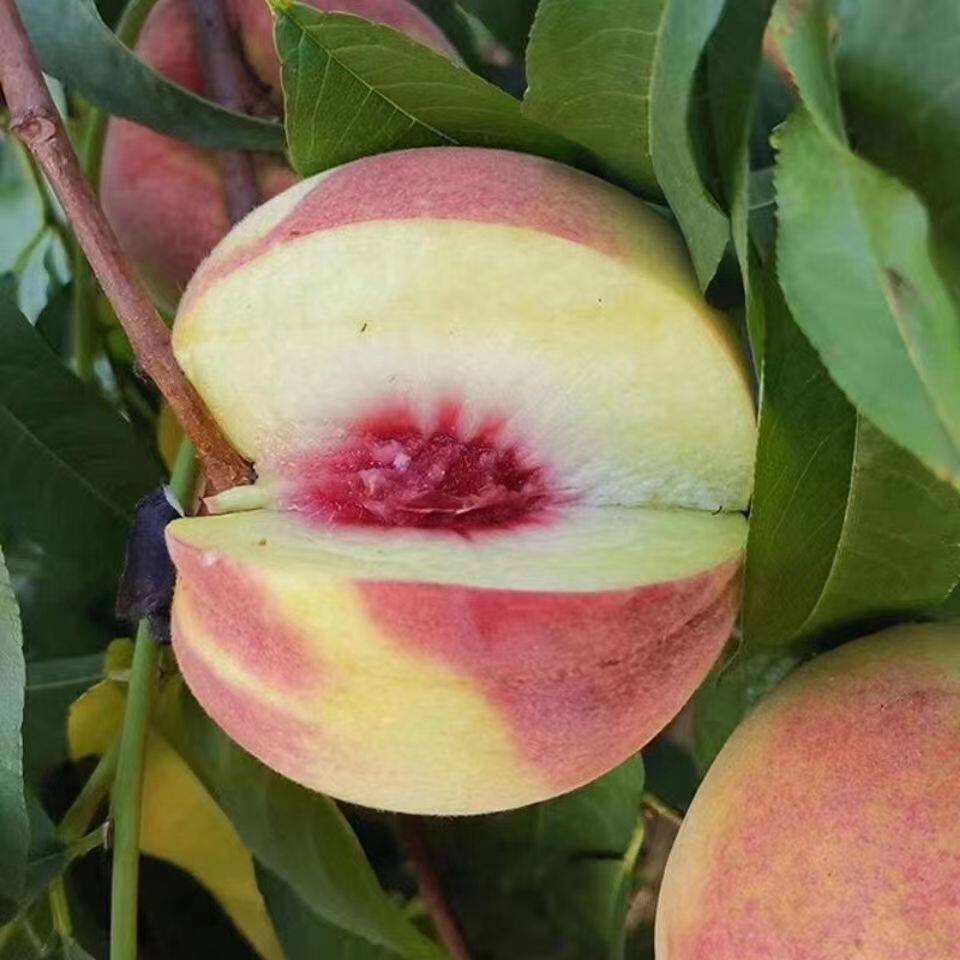 秋桃山东新鲜秋桃寒露蜜桃5斤水果金秋红蜜脆甜冬桃应季硬桃毛桃