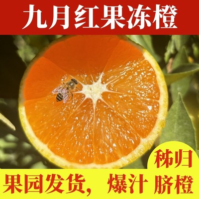 湖北秭归九月红橙子宜昌果冻橙当季新鲜水果脐橙大橙子整箱10斤