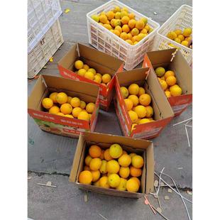 正宗赣南脐橙礼盒装现摘带叶脐橙甜橙子新鲜水果孕妇水果20斤包邮