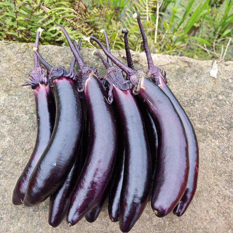 重庆四川农家自种新鲜紫黑嫩茄子长线茄子蒜茄子现摘当季时令蔬菜