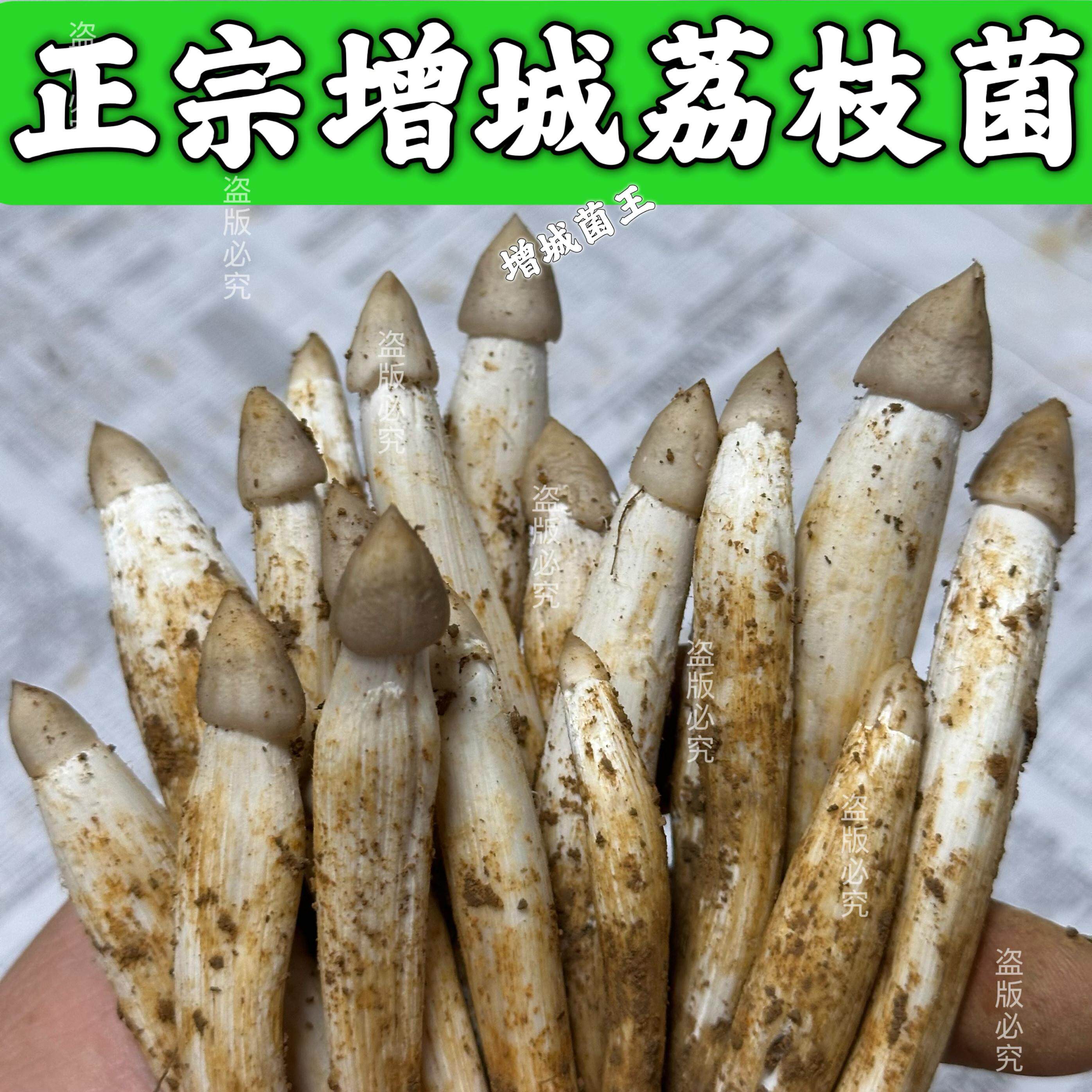 新鲜增城荔枝菌鸡枞菌500g精选鸡斗春荔枝菌白蚁菇天然菌菇野生菌