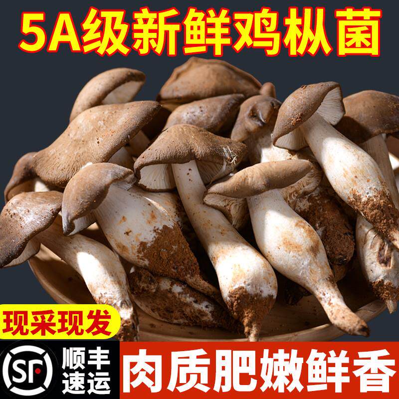 现货新鲜鸡枞菌云南特产仿野生露水菇荔枝菌500g食用菌菇煲汤蘑菇