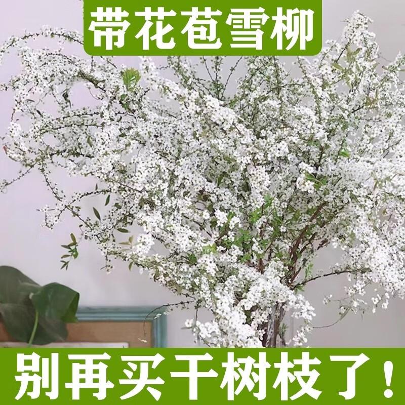 雪柳鲜切鲜枝带花苞发货水培鲜花室内干枝植物水养开花卉插花盆栽
