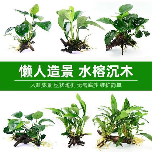 鱼缸沉木水草植物懒人水草活体阴性蜈蚣净水增氧造景装饰底砂