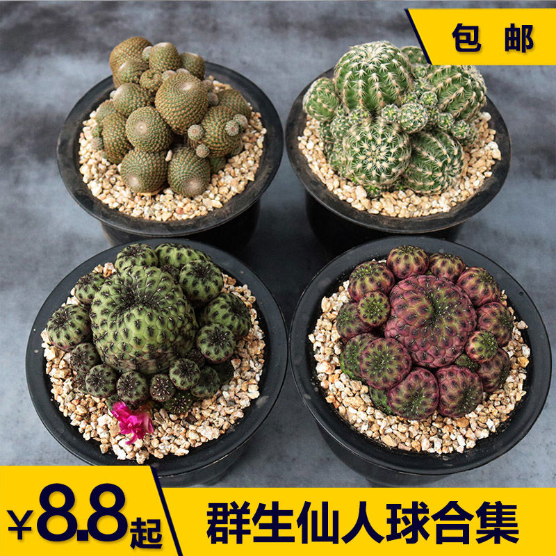 花田舍 群生仙人球合集 开花大颗紫丽丸 群宝山群组合套餐防