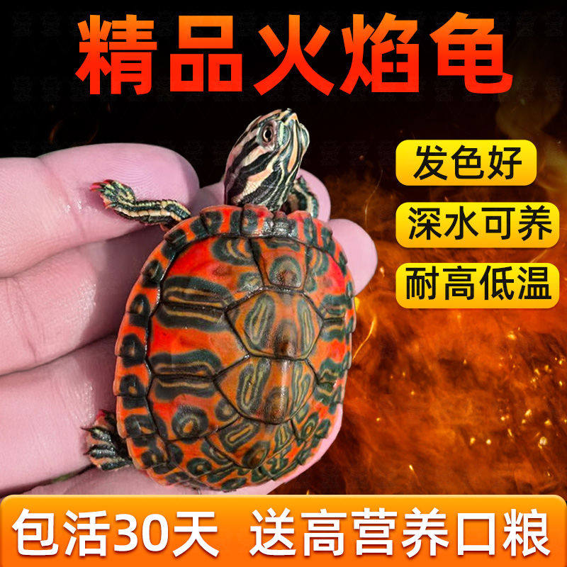 火焰龟深水龟鱼缸混养小乌龟活物稀有活体小宠物吃粪龟清洁龟