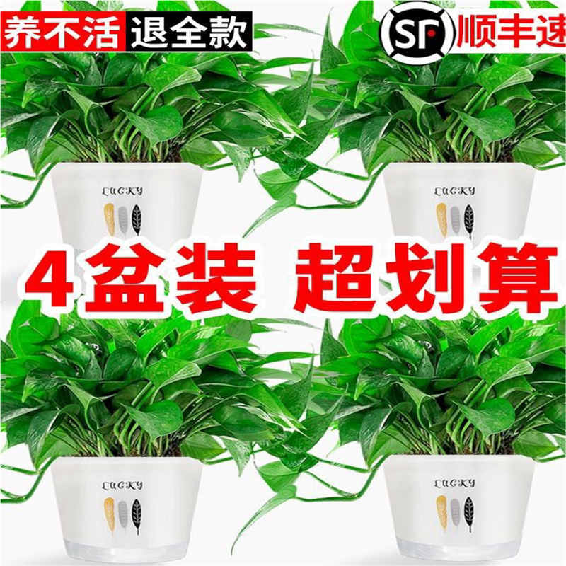 绿萝盆栽室内植物花卉绿植水培长藤垂吊大叶绿箩新房家用吸除甲醛