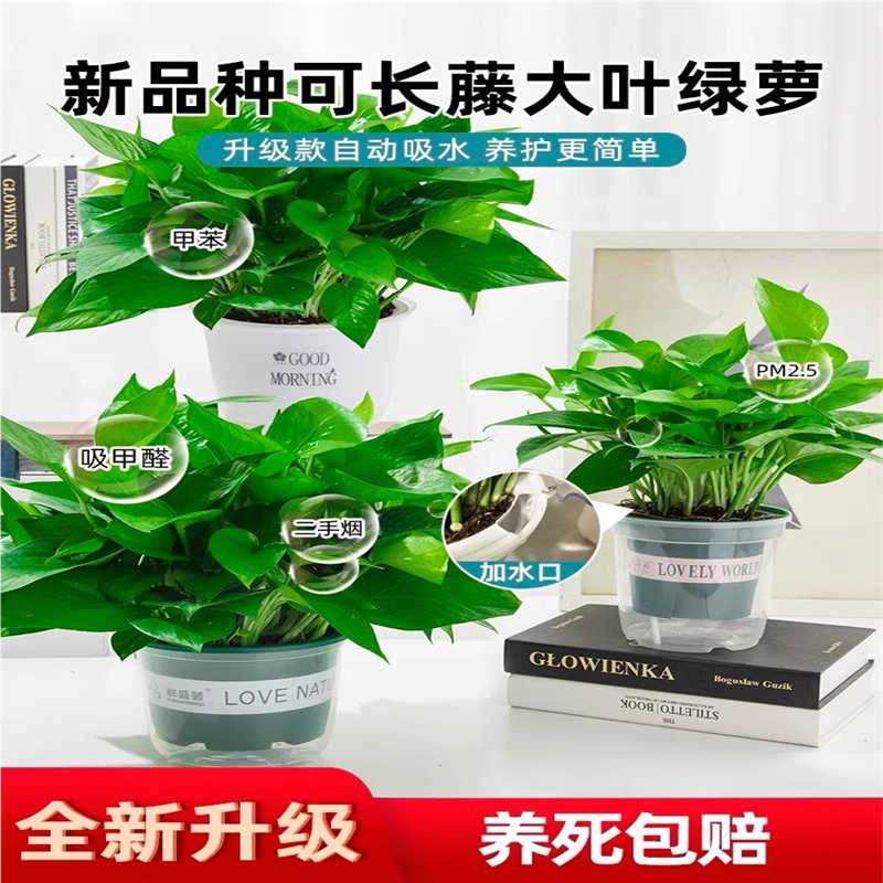 绿萝盆栽花卉植物室内新房家用吸除甲醛长藤垂吊水培绿植大叶绿箩