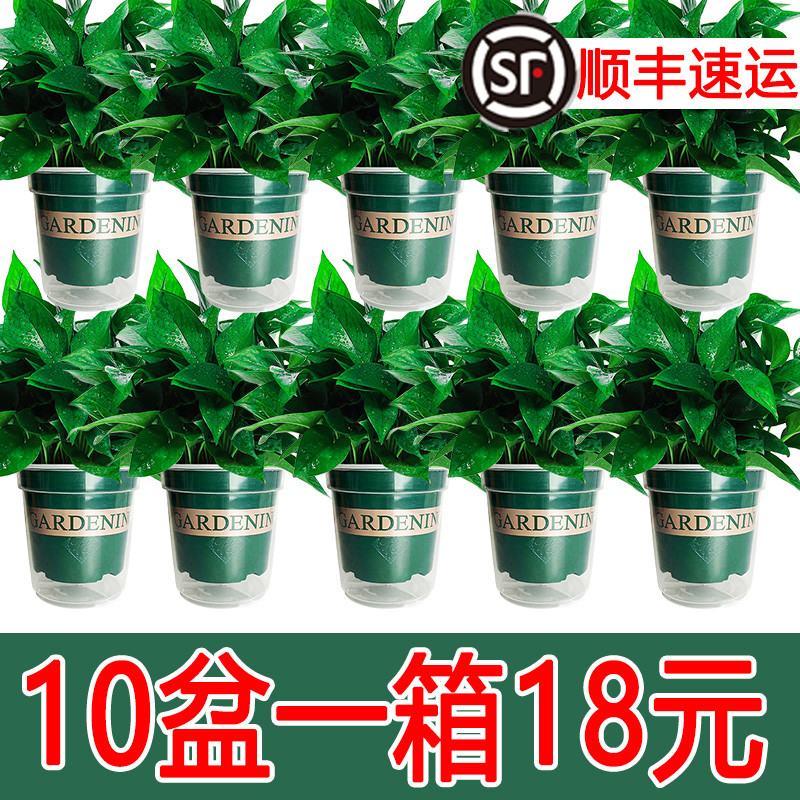 绿萝盆栽室内吸除甲醛绿植花卉净化空气长藤大盆绿箩植物水培