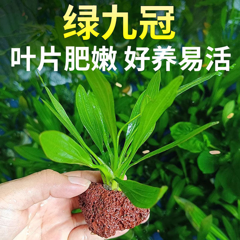 大叶绿九冠水草植物鱼缸造景专用生态缸增氧净化水质迷你九冠水草