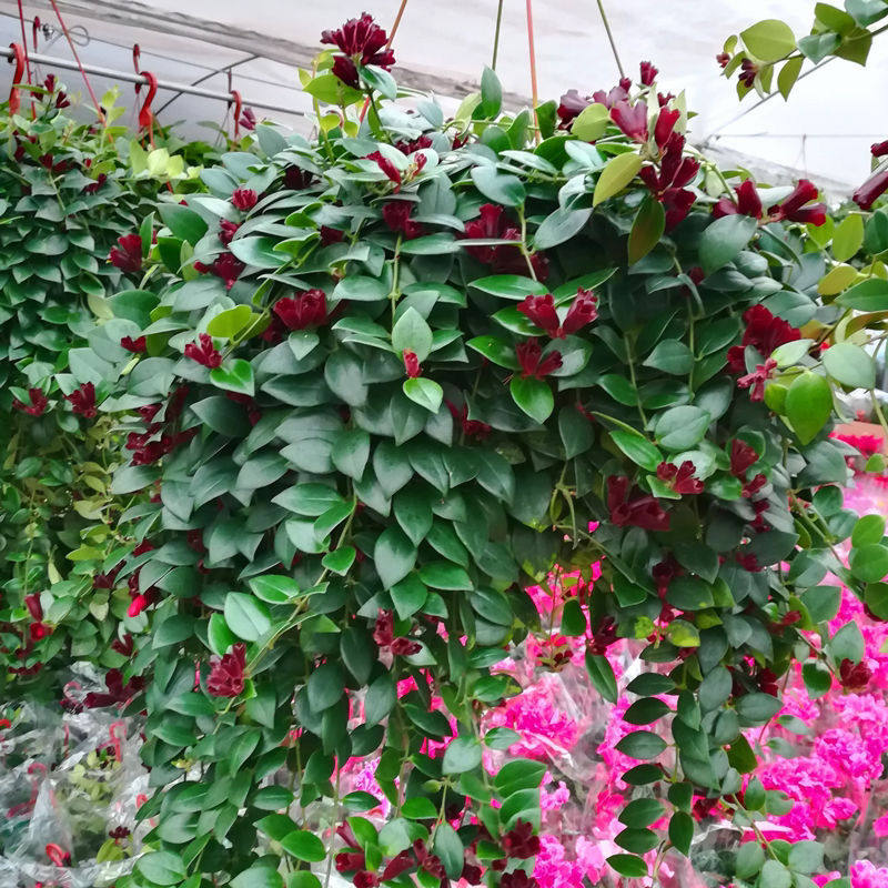口红吊兰阳台吊兰植物垂吊植物盆栽净化空气除甲醛四季常青好