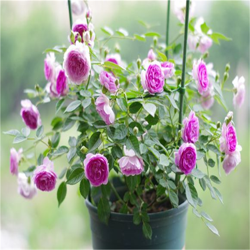 玛姬婶婶/麻吉婶婶紫色微型浓香月季花苗阳台盆栽花期长