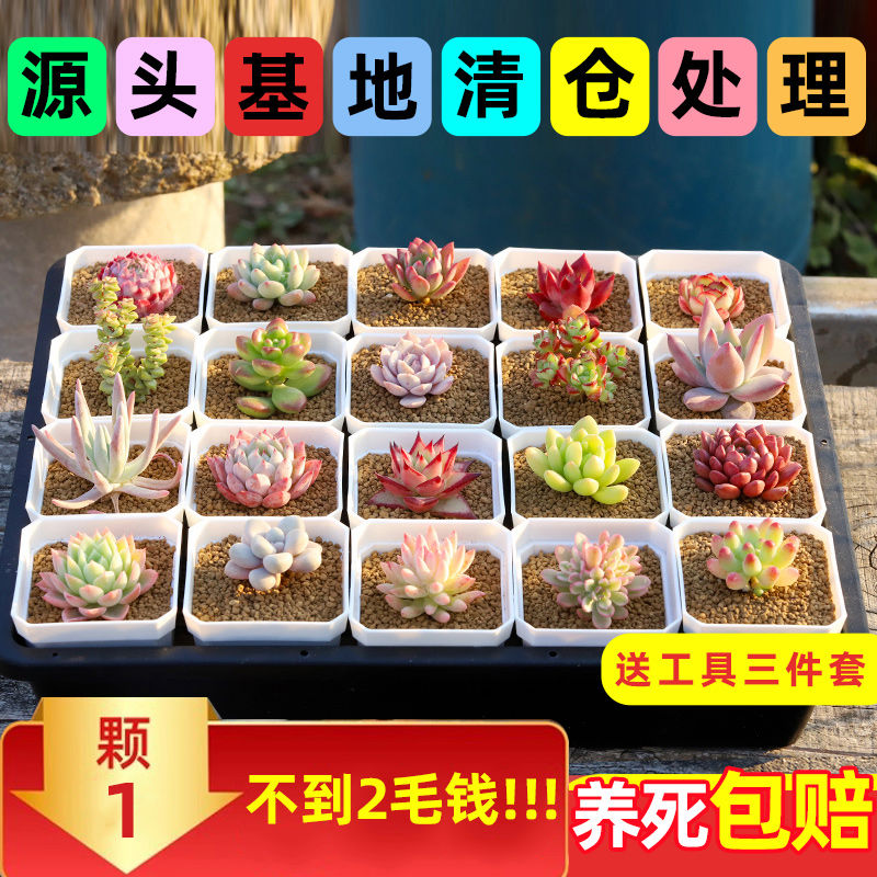 多肉植物大颗组合好养绿植盆栽新手套餐室内外花卉玉露老桩含
