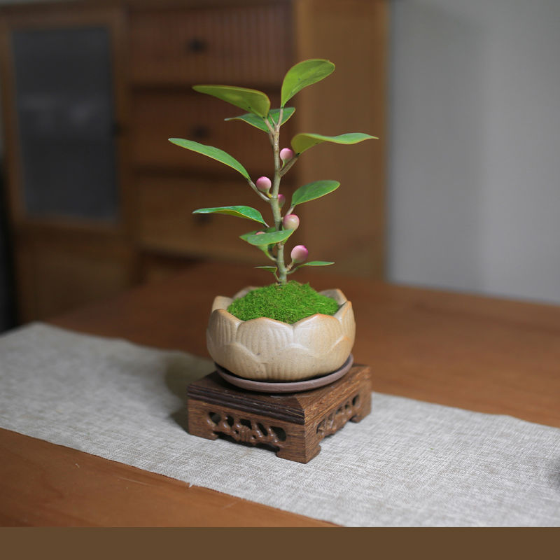 小盼菩提迷你小盆栽室内植物好养办公室桌面绿植情绪稳定带果