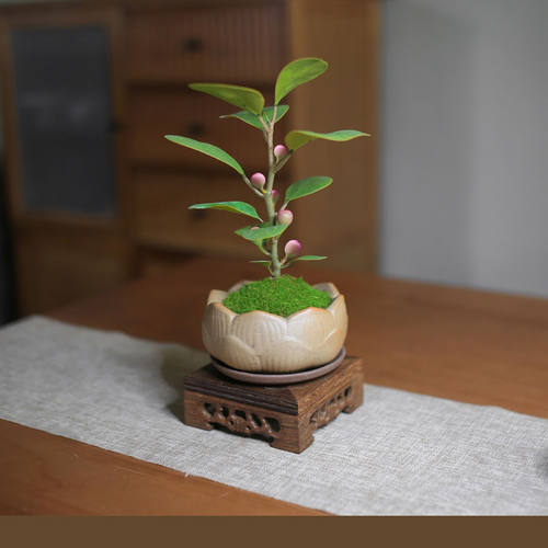 小盼菩提迷你小盆栽室内植物好养办公室桌面绿植情绪稳定带果