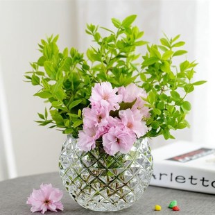 水培器皿创意玻璃花盆水样植物瓶透明花器绿萝铜钱草圆形容器摆件