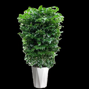 幸福树丛生客厅大型盆栽乔迁花卉四季常青绿植开业绿宝净化空气