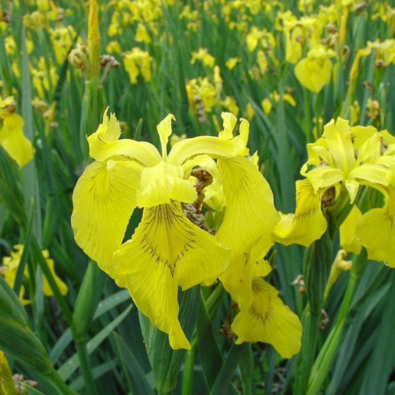 鸢尾花苗庭院盆栽蝴蝶兰苗宿根地被植物花园工程绿化苗当年可开花